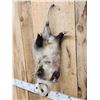 Image 4 : Opossum Hanging By It's Tail