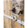 Image 5 : Opossum Hanging By It's Tail