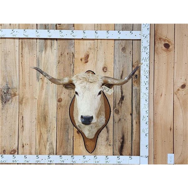 Texas Longhorns Shoulder Mount Taxidermy