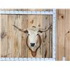 Image 1 : Texas Longhorns Shoulder Mount Taxidermy