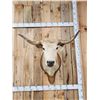 Image 2 : Texas Longhorns Shoulder Mount Taxidermy