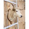 Image 3 : Texas Longhorns Shoulder Mount Taxidermy