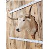 Image 4 : Texas Longhorns Shoulder Mount Taxidermy