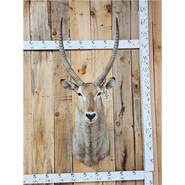 African Waterbuck Shoulder Mount Taxidermy