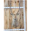 Image 1 : African Waterbuck Shoulder Mount Taxidermy