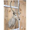 Image 2 : African Waterbuck Shoulder Mount Taxidermy