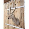 Image 3 : African Waterbuck Shoulder Mount Taxidermy