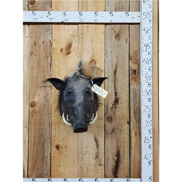 African Bush Pig Shoulder Mount Taxidermy