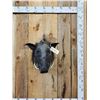 Image 1 : African Bush Pig Shoulder Mount Taxidermy