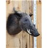 Image 2 : African Bush Pig Shoulder Mount Taxidermy