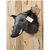 Image 3 : African Bush Pig Shoulder Mount Taxidermy