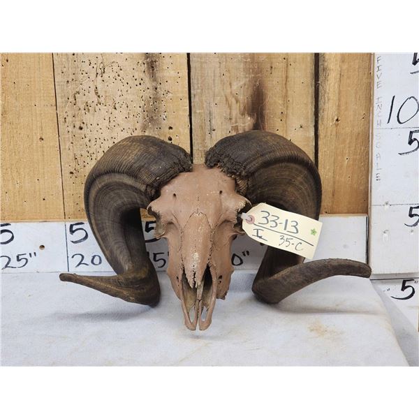 Ram Sheep Skull Taxidermy