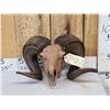 Image 1 : Ram Sheep Skull Taxidermy