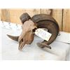 Image 2 : Ram Sheep Skull Taxidermy