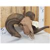 Image 3 : Ram Sheep Skull Taxidermy