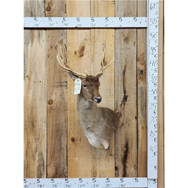 Fallow Deer Shoulder Mount Taxidermy