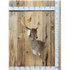 Image 1 : Fallow Deer Shoulder Mount Taxidermy
