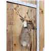 Image 2 : Fallow Deer Shoulder Mount Taxidermy