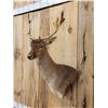 Image 3 : Fallow Deer Shoulder Mount Taxidermy