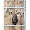 Image 1 : 51" Wide Moose Shoulder Mount Taxidermy
