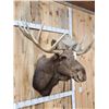 Image 2 : 51" Wide Moose Shoulder Mount Taxidermy