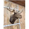 Image 3 : 51" Wide Moose Shoulder Mount Taxidermy
