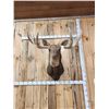 Image 4 : 51" Wide Moose Shoulder Mount Taxidermy