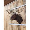Image 5 : 51" Wide Moose Shoulder Mount Taxidermy