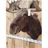 Image 6 : 51" Wide Moose Shoulder Mount Taxidermy