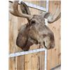 Image 7 : 51" Wide Moose Shoulder Mount Taxidermy