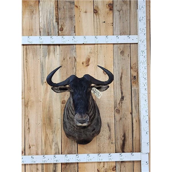 African Wildebeest Shoulder Mount Taxidermy
