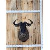 Image 1 : African Wildebeest Shoulder Mount Taxidermy