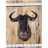 Image 2 : African Wildebeest Shoulder Mount Taxidermy