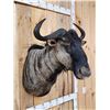 Image 3 : African Wildebeest Shoulder Mount Taxidermy