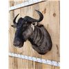 Image 4 : African Wildebeest Shoulder Mount Taxidermy