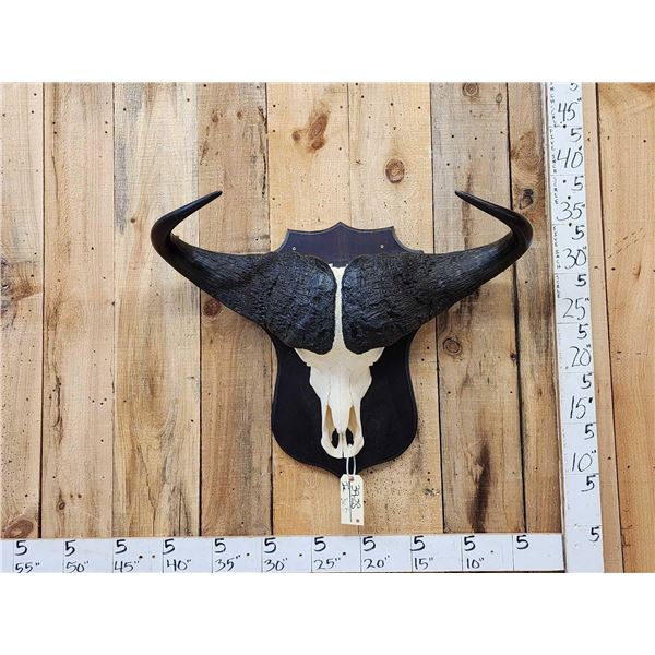 African Cape Buffalo Skull Taxidermy