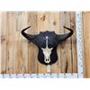 Image 1 : African Cape Buffalo Skull Taxidermy