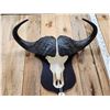 Image 2 : African Cape Buffalo Skull Taxidermy