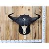 Image 3 : African Cape Buffalo Skull Taxidermy