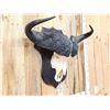Image 4 : African Cape Buffalo Skull Taxidermy