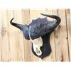 Image 5 : African Cape Buffalo Skull Taxidermy