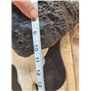 Image 6 : African Cape Buffalo Skull Taxidermy