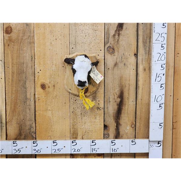 Holstein Calf Head Mount Taxidermy