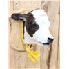 Image 2 : Holstein Calf Head Mount Taxidermy