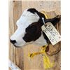 Image 3 : Holstein Calf Head Mount Taxidermy