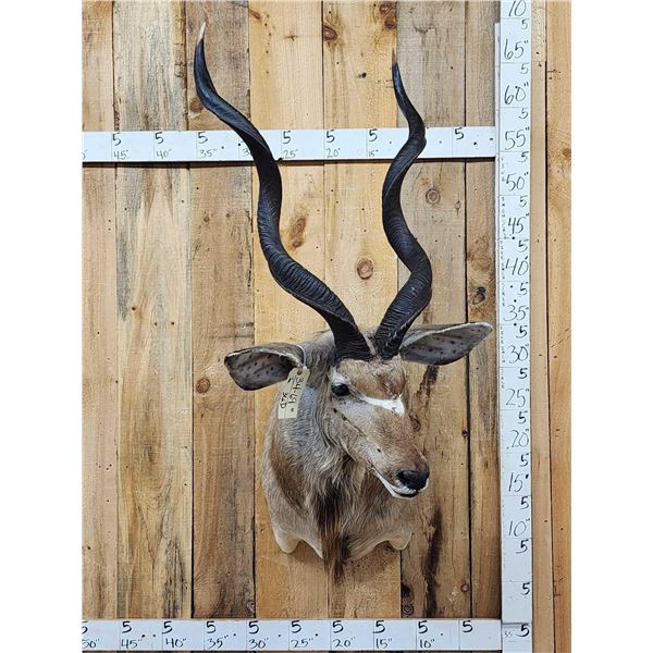 African Kudu Shoulder Mount Taxidermy