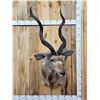 Image 1 : African Kudu Shoulder Mount Taxidermy