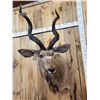 Image 2 : African Kudu Shoulder Mount Taxidermy