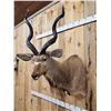 Image 3 : African Kudu Shoulder Mount Taxidermy
