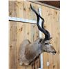 Image 4 : African Kudu Shoulder Mount Taxidermy